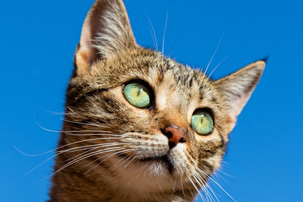 Cat Food